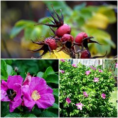 Rosa Rugosa 