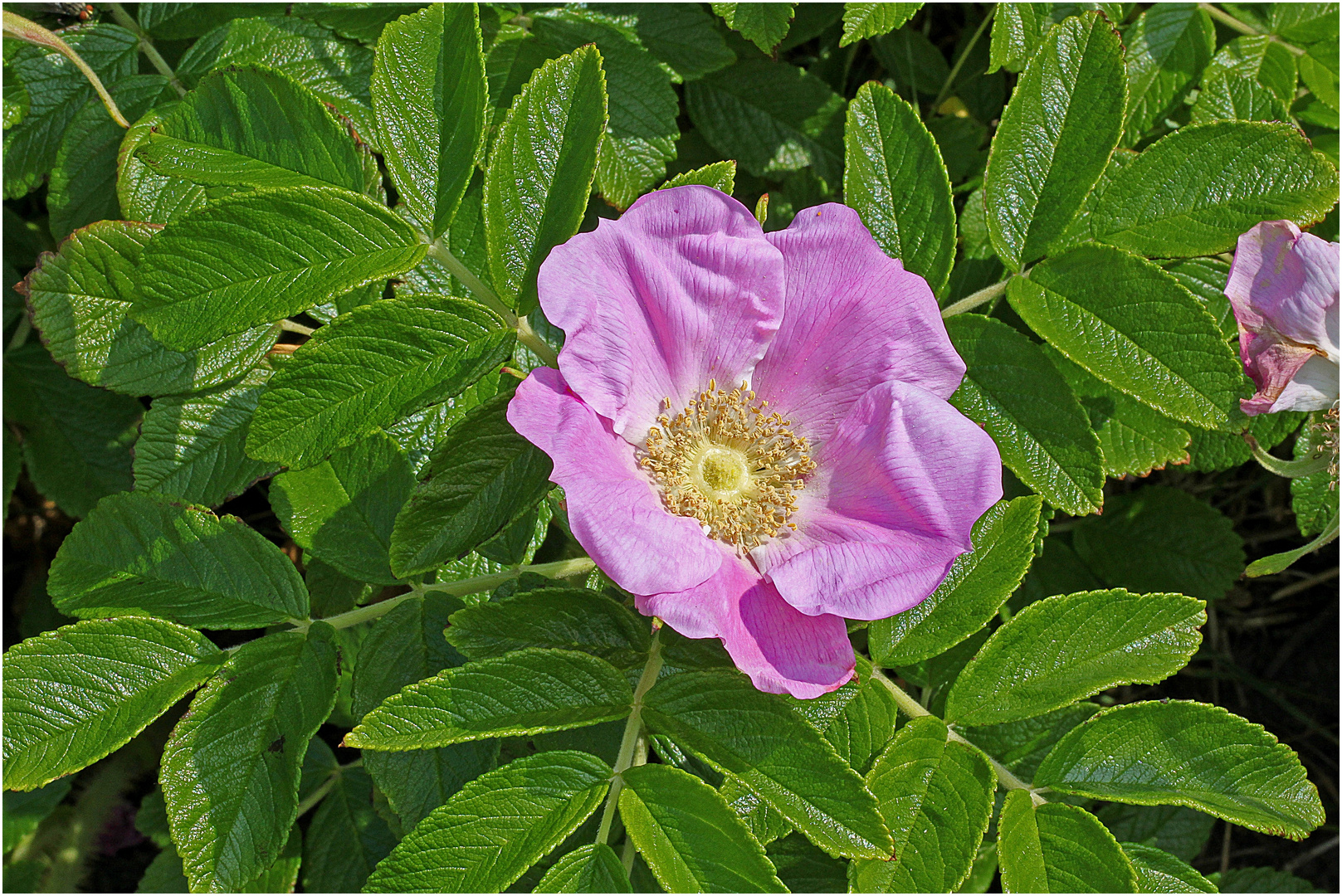 Rosa rugosa. Gesehen in einem Garten in Keitum, Sylt
