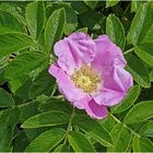 Rosa rugosa. Gesehen in einem Garten in Keitum, Sylt