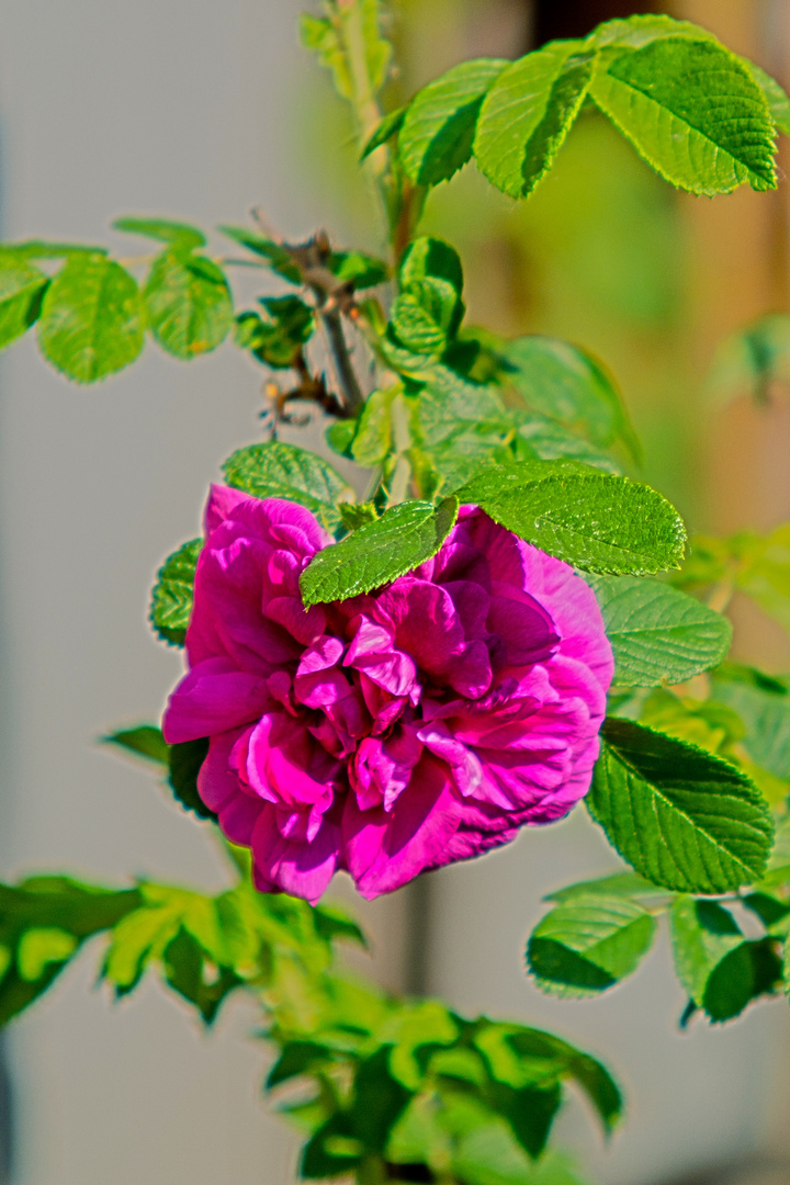 Rosa Rugosa  Hansa