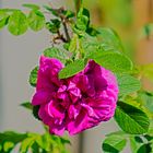 Rosa Rugosa  Hansa