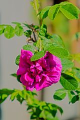 Rosa Rugosa  Hansa