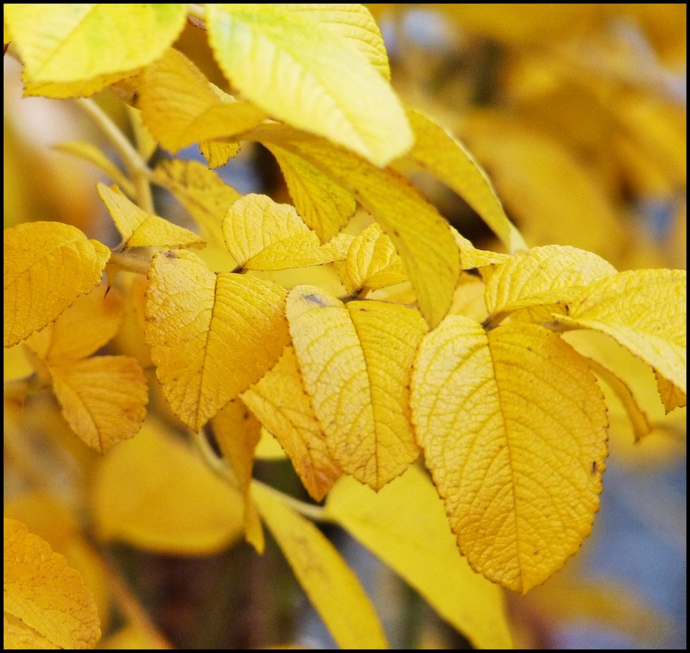 Rosa Rugosa im gelben Herbstgewand