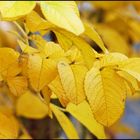 Rosa Rugosa im gelben Herbstgewand