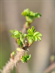 Rosa Rugosa im März