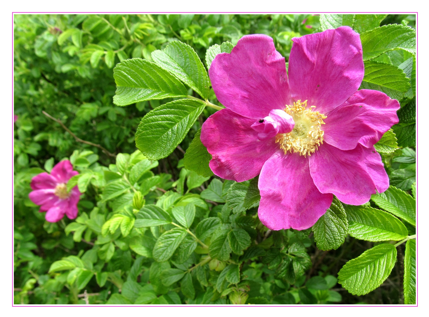 Rosa rugosa  im  Zentrum Wald ...