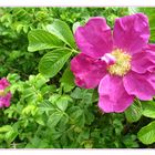 Rosa rugosa  im  Zentrum Wald ...