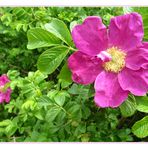 Rosa rugosa  im  Zentrum Wald ...