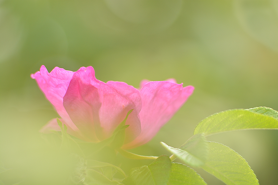 Rosa Rugosa  Parkrose