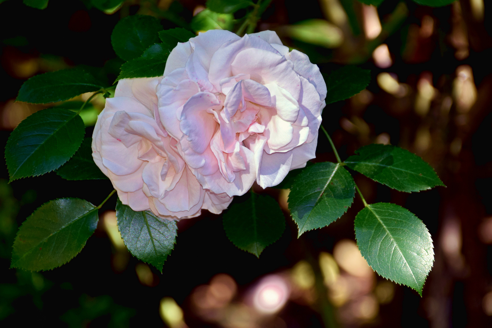 Rosa rugosa 'Polareis'