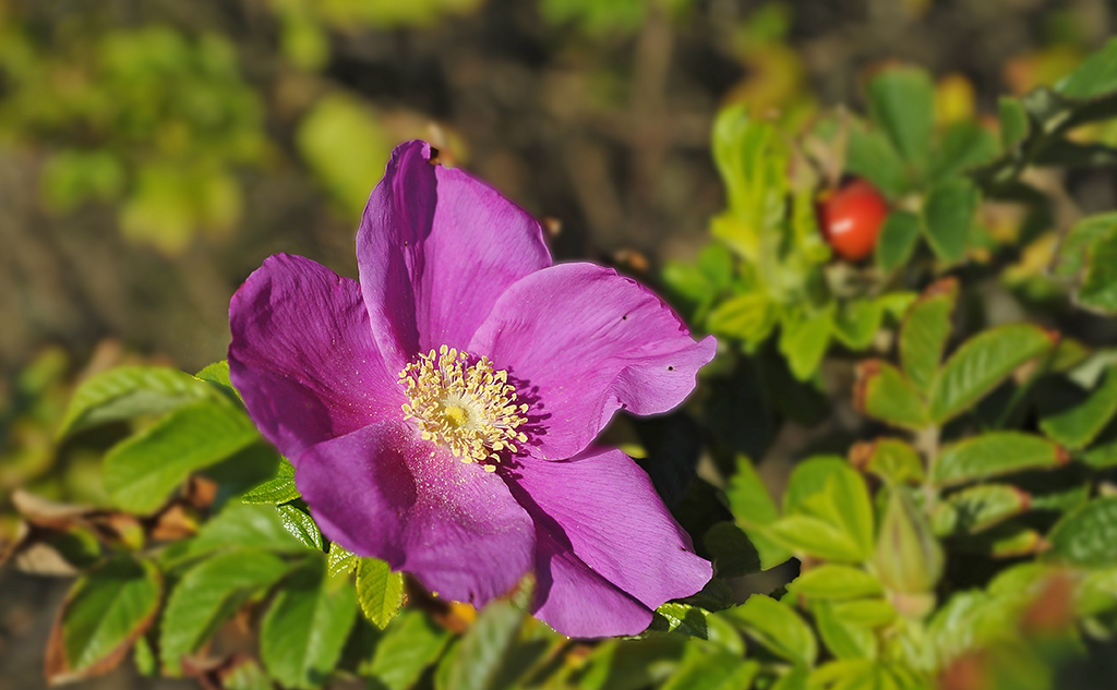 Rosa Rugosa ("Sylter Rose")