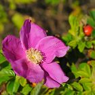 Rosa Rugosa ("Sylter Rose")