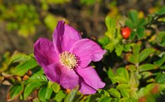 Rosa Rugosa ("Sylter Rose")