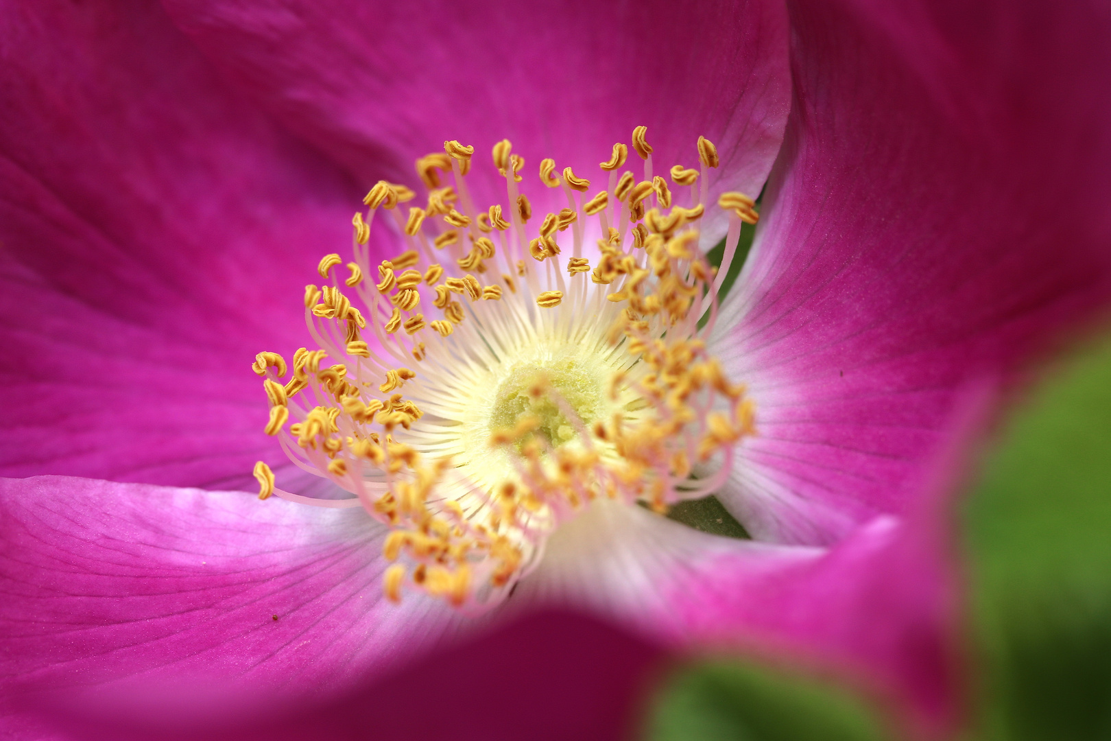 Rosa rugosa - wilde Schönheit mit vielen Namen ...´14