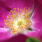 Rosa rugosa - wilde Schönheit mit vielen Namen ...´14