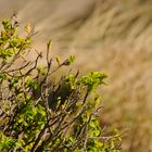 Rosa Rugosa zeigt Ende April gerade mal zartes Grün!