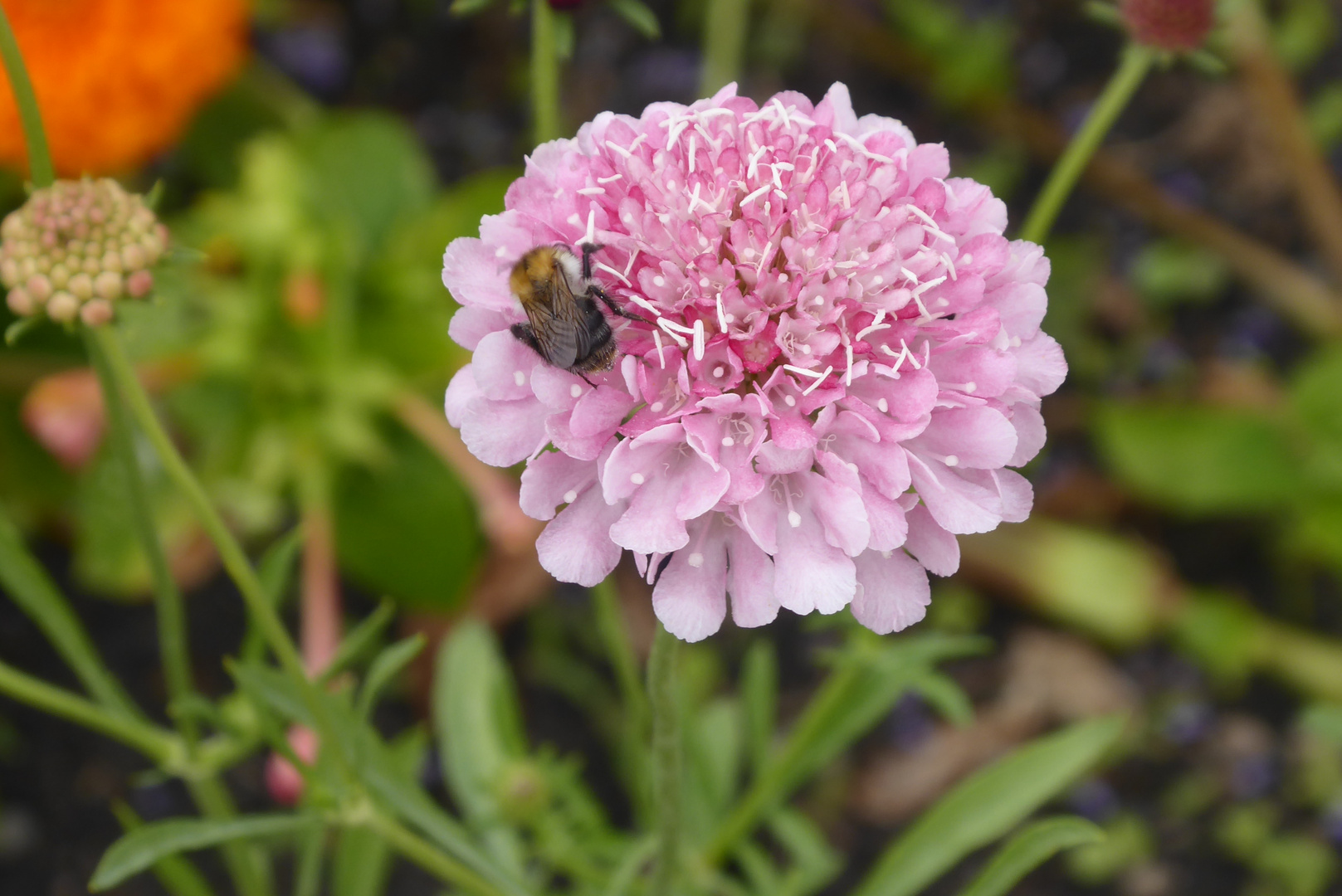 rosa Scabiosa - mein Mittwochsblümchen