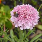 rosa Scabiosa - mein Mittwochsblümchen