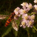 Rosa Schafgarbe , mit Hain~Schwebfliege Männchen.