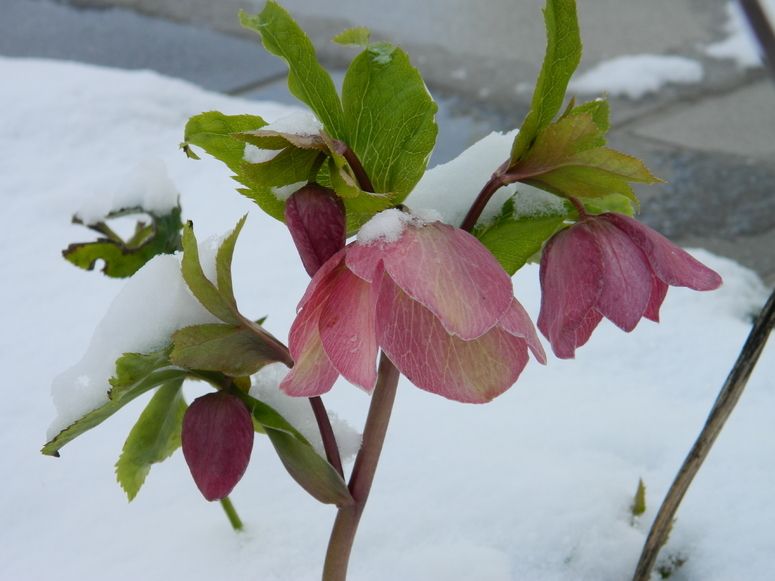 Rosa Schneerose