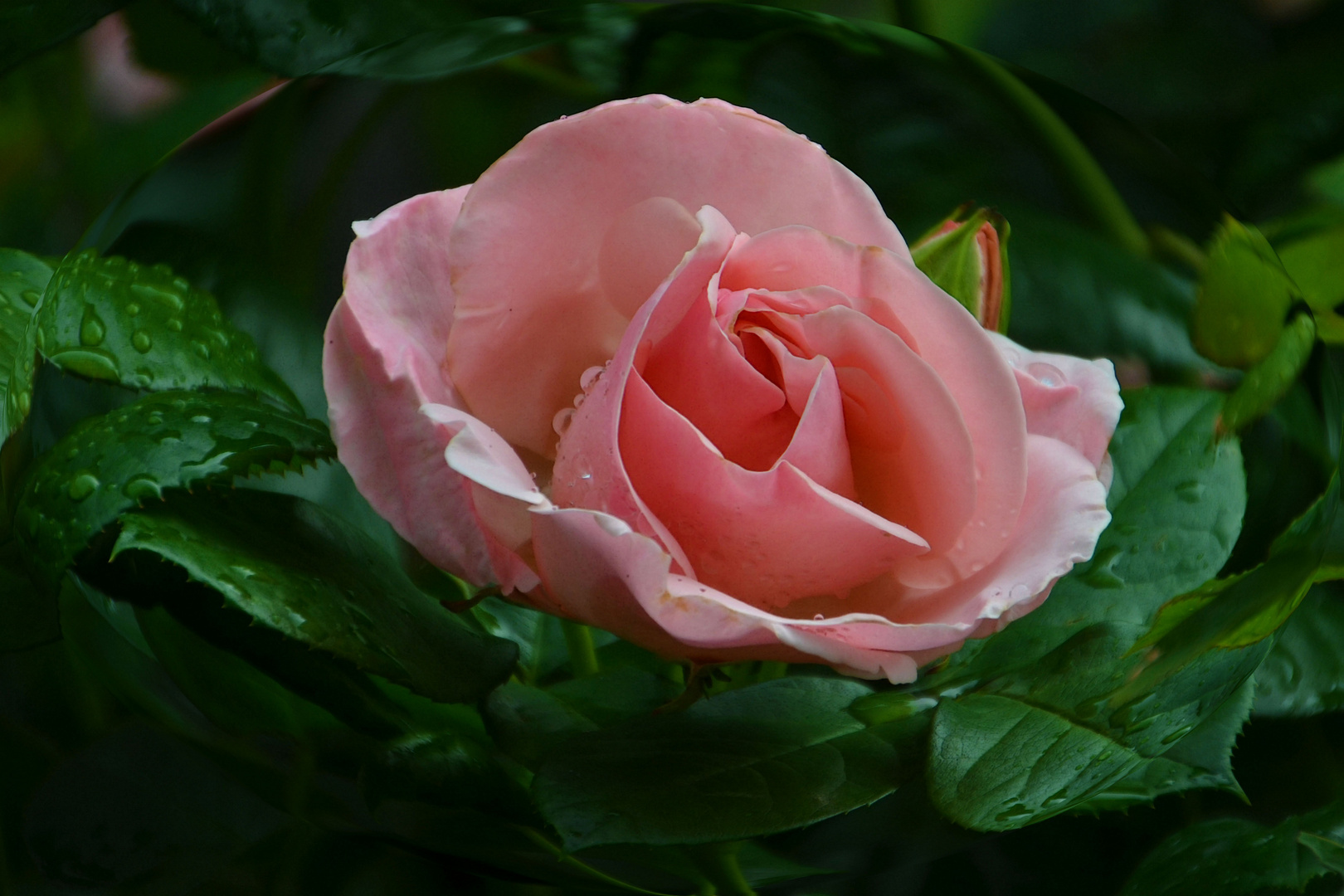 Rosa Schönheit