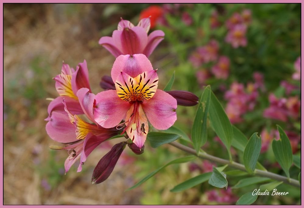 Rosa Schönheit am Wegesrand