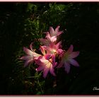 Rosa Schönheit im Lorbeerwald