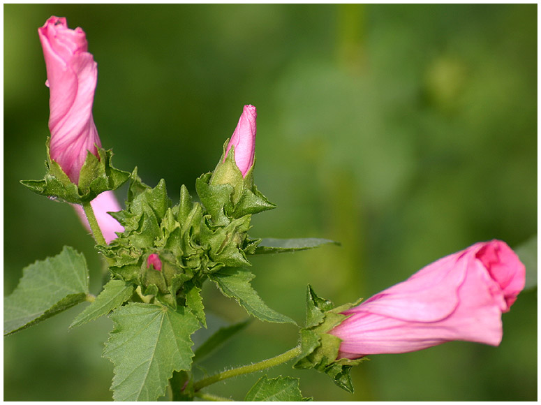 Rosa Schönheit in der Natur