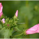 Rosa Schönheit in der Natur