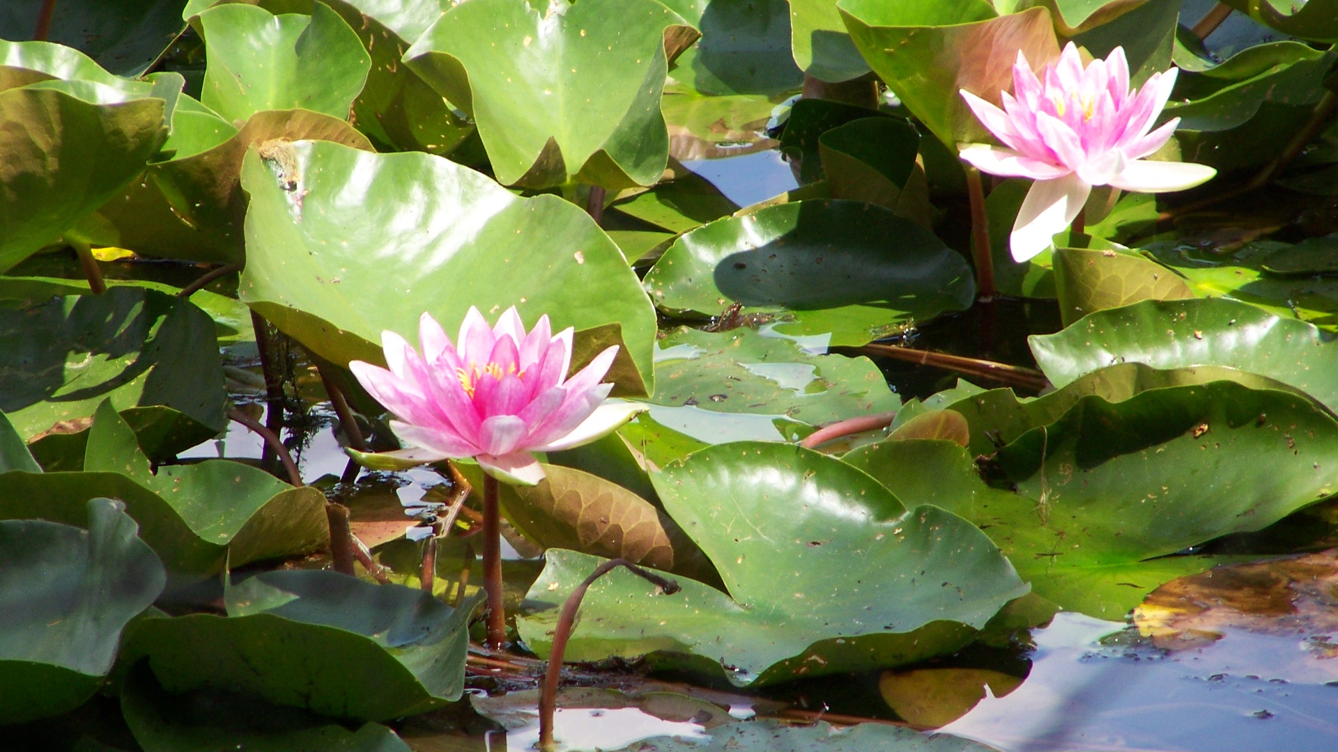 rosa Seerosen / le rose nénuphar