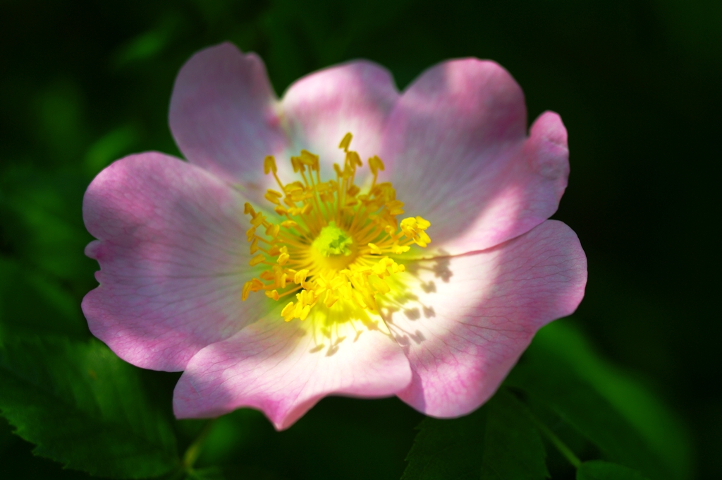 Rosa selvatica. Foto % Immagini| piante, fiori e funghi, natura Foto su ...
