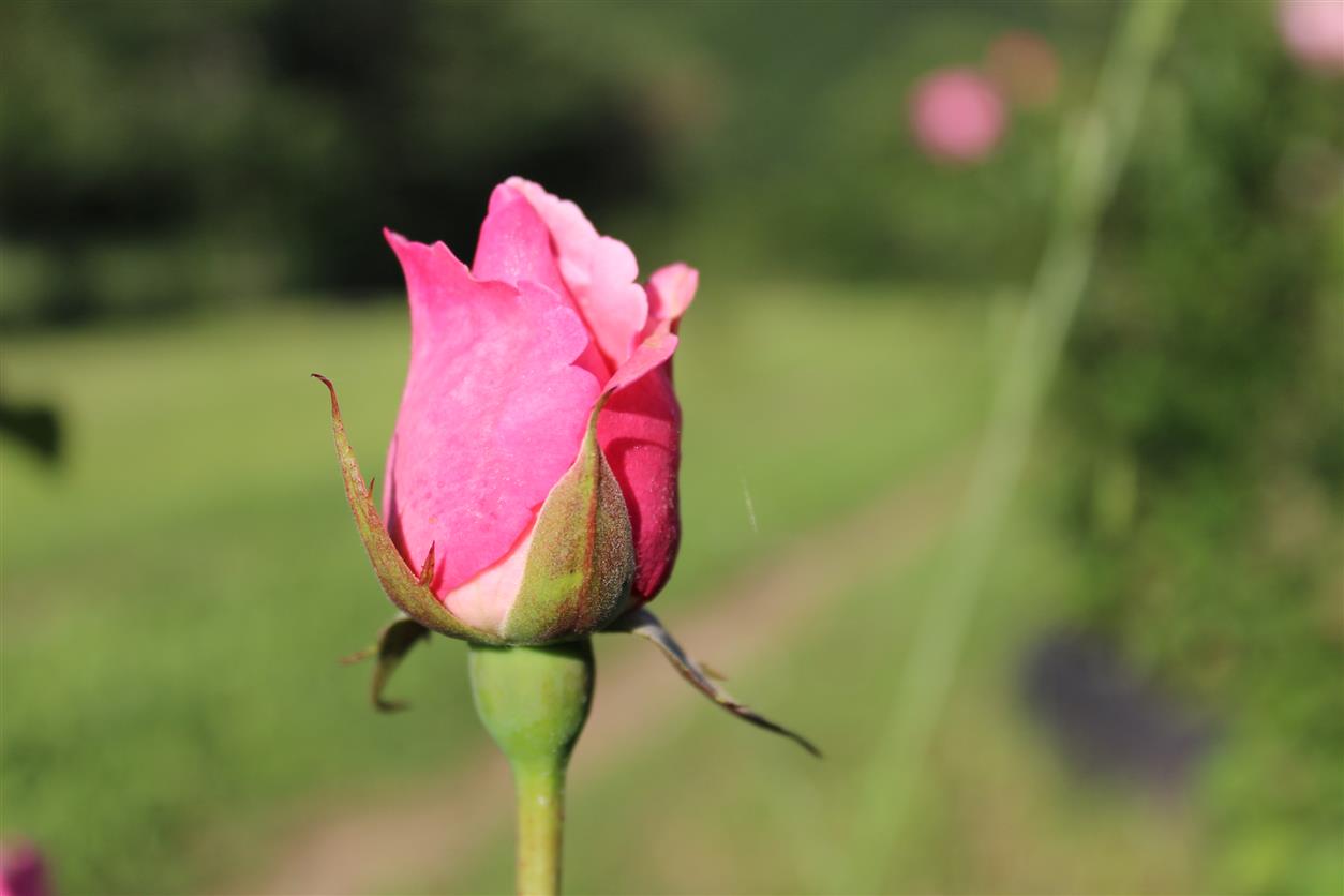 Rosa selvatica