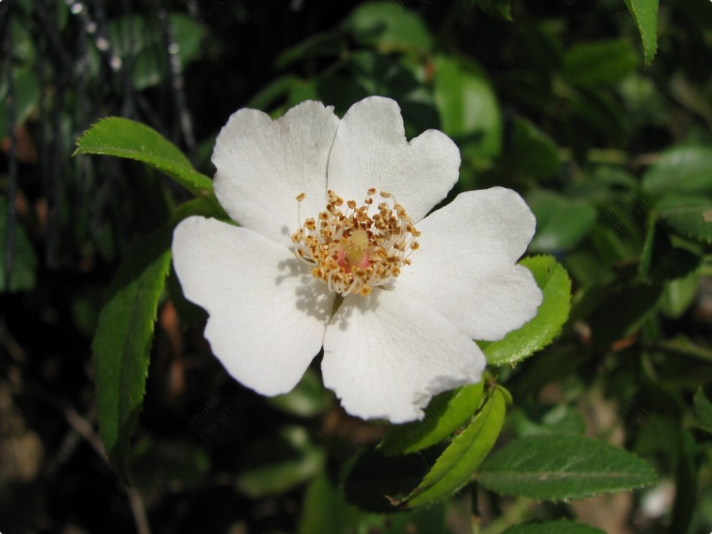 Rosa selvatica bianca (Rosa canina).