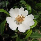 Rosa selvatica bianca (Rosa canina).