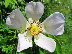 Rosa sempervirens