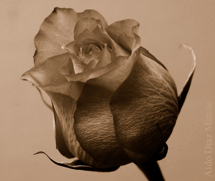 Rosa Sepia