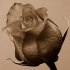 Rosa Sepia