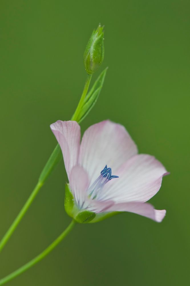 Rosa sobre verd