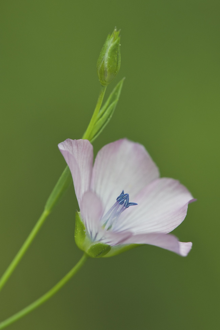 Rosa sobre verd