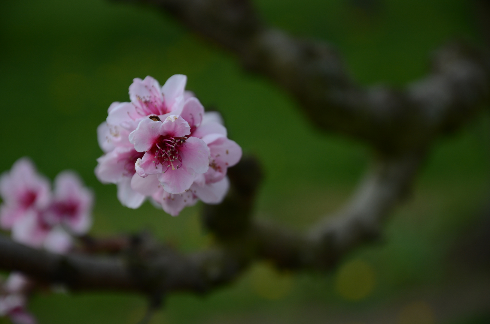 Rosa sobre verde oscuro