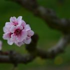 Rosa sobre verde oscuro