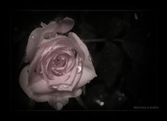 Rosa - Somente uma rosa