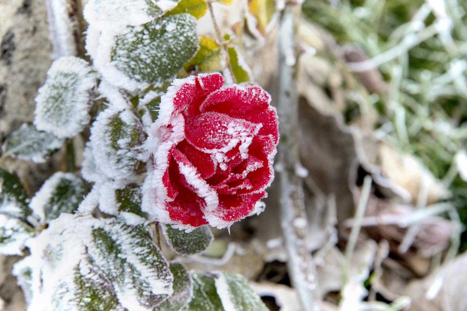 Rosa sorprendida