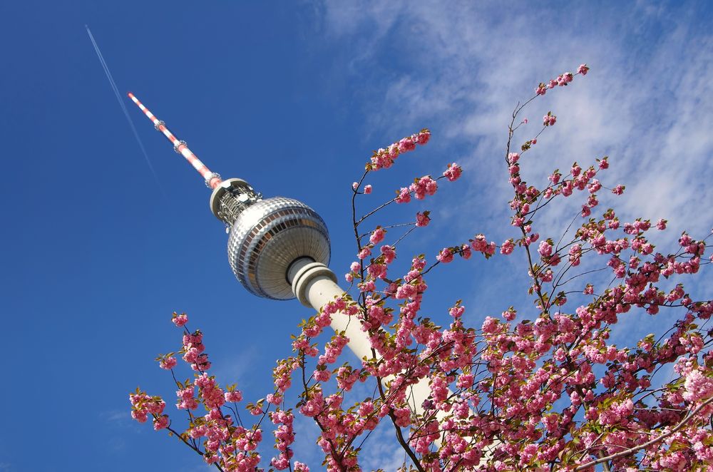 Rosa steht ihm gut...