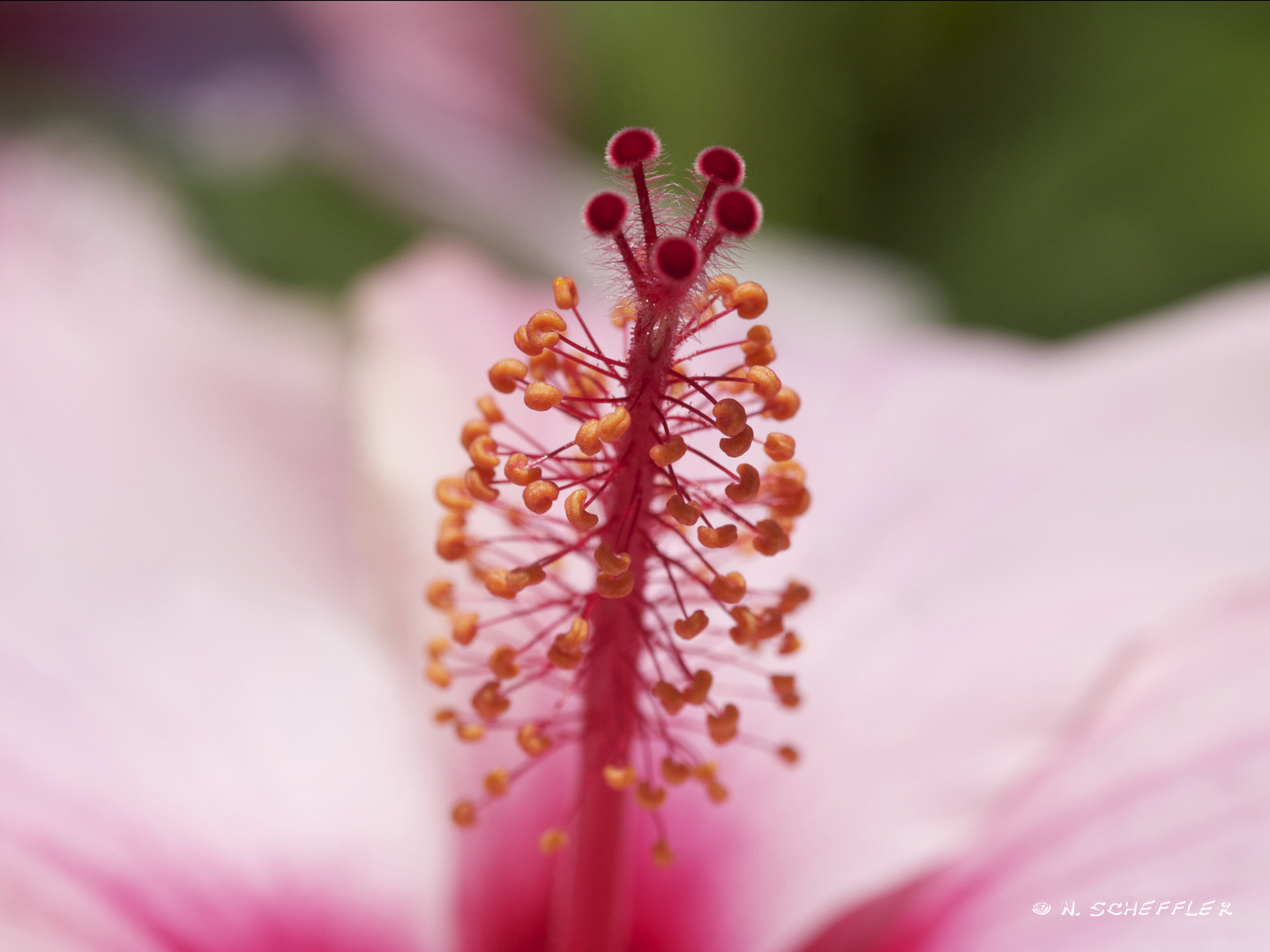 RoSa StEmPeL