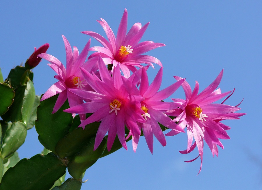 Rosa Sterne am Himmel