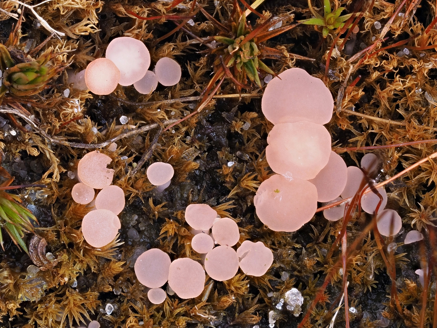 Rosa Stielbecherling (Roseodiscus formosus)