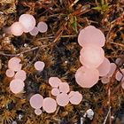 Rosa Stielbecherling (Roseodiscus formosus)