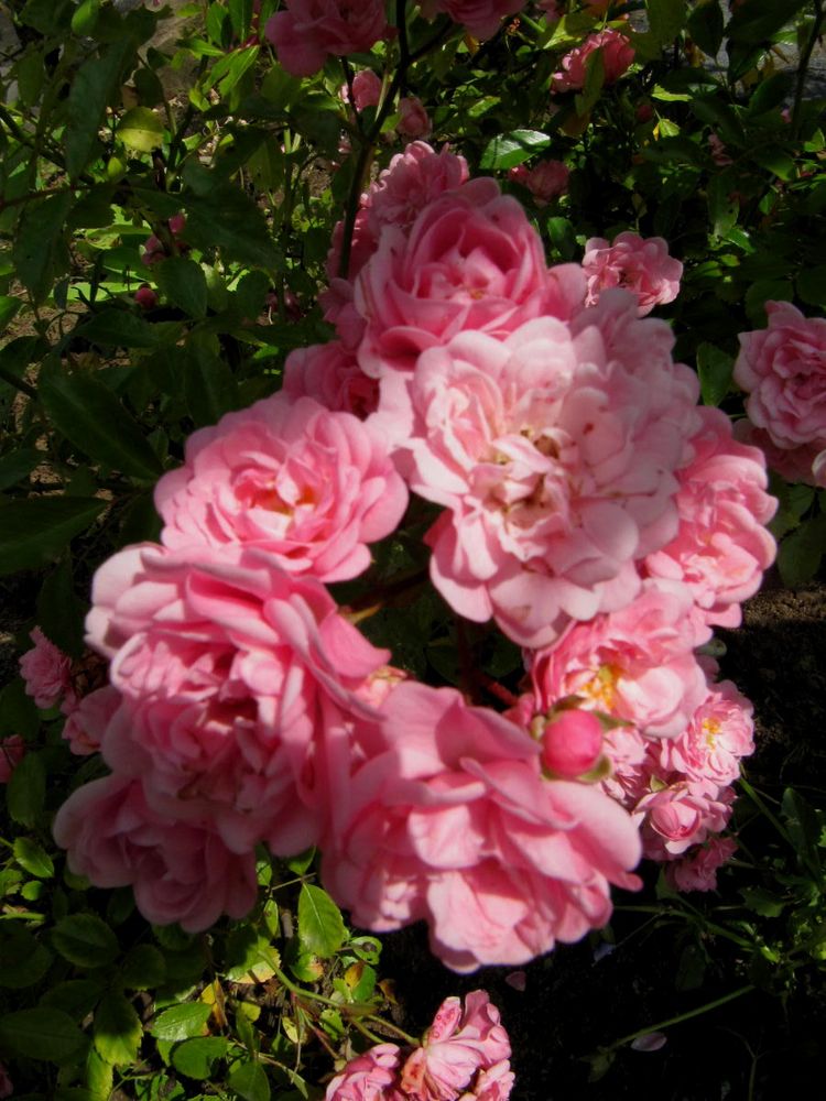 Rosa Strauchrose