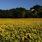 Rosa su giallo